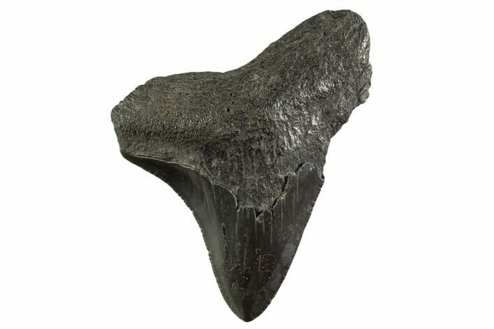 Serrated, Juvenile Megalodon Tooth - South Carolina #331459